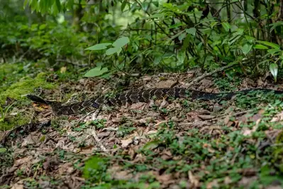 snake along trail in the Smoky Mountains