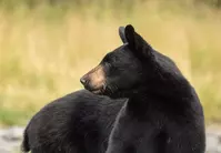 bears in the Smoky Mountains