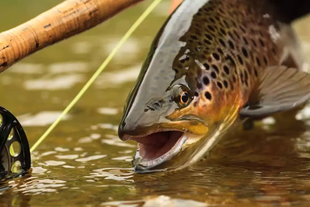 fish in river