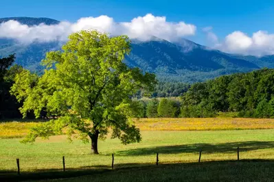 field in Cades Cove with tree