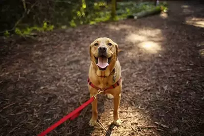 happy dog on leash