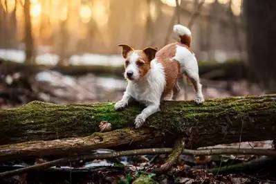 small dog standing on a log