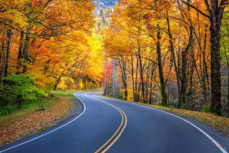 fall leaves