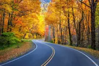 fall leaves