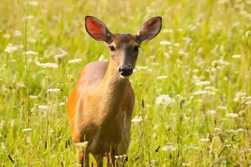 white tail deer in a field of flowers