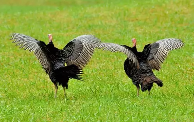 two turkeys with their wings up