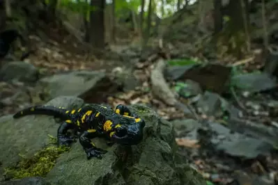 black and yellow salamander on a rock