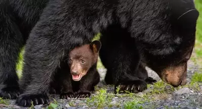 black bear cub under the mama bear