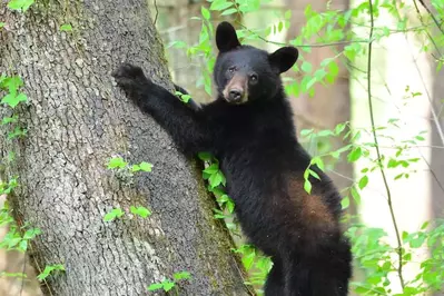 bear cub in cades cove