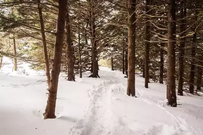 Snowy trail in the Smoky Mountains