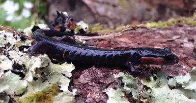 salamander in the smoky mountains