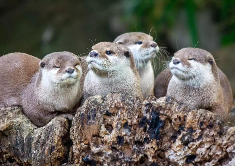 4 Things to Know About River Otters in Smoky Mountains National Park