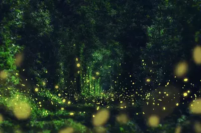 fireflies in trees