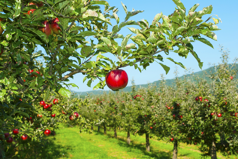 apple orchards in tennessee