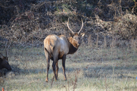 pair of elk in field in smokies