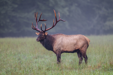 elk in field in smokies