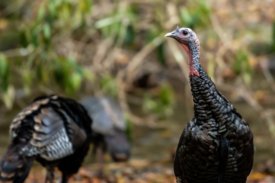 wild turkeys in smokies