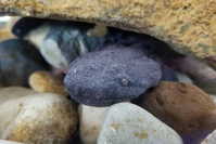 hellbender salamander