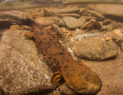 salamanders in the smoky mountains