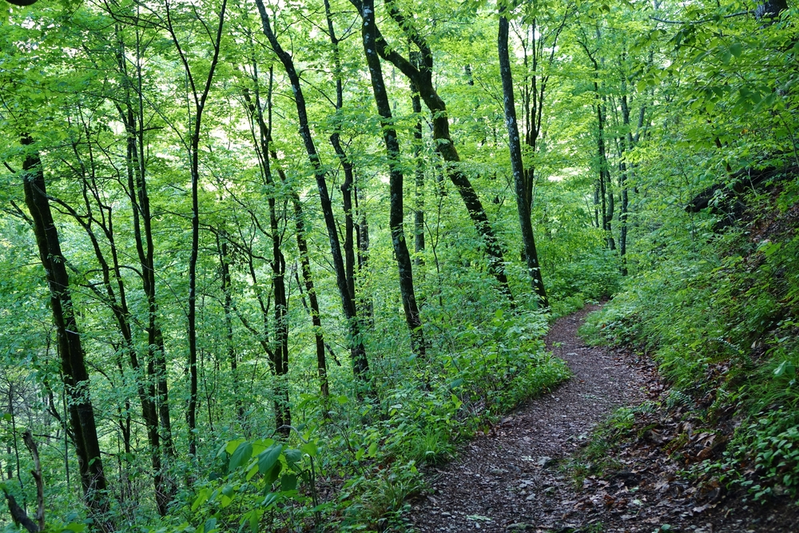 chestnut top trail