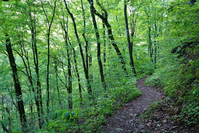 chestnut top trail