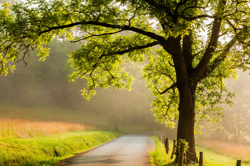 cades cove loop road