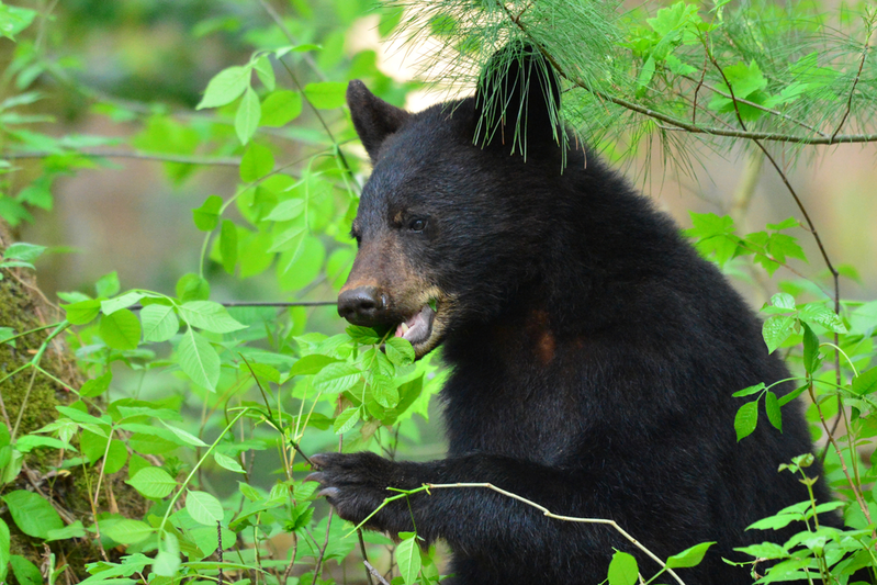 black bears are popular among Cades Cove wildlife