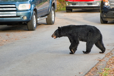 black bears are popular among Cades Cove wildlife