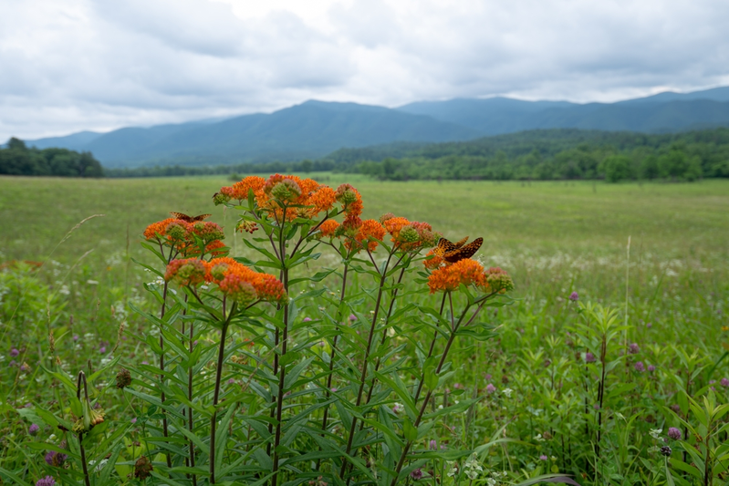 summer in the smokies
