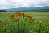 summer in the smokies