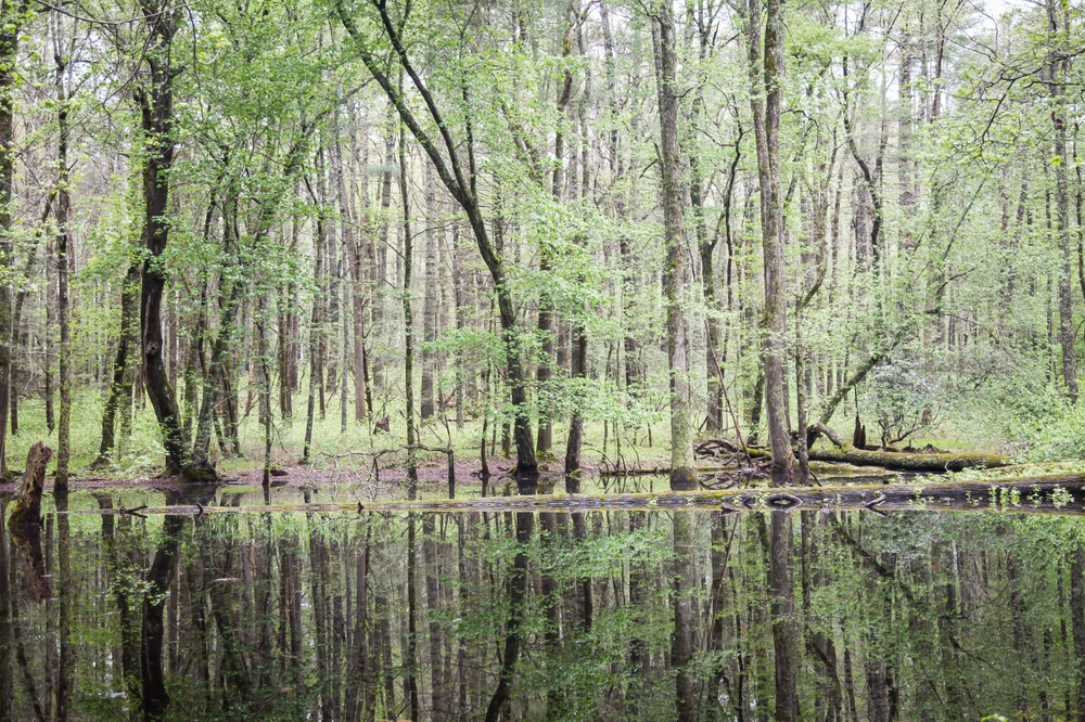 wetlands in the smokies