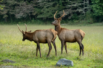 elk in Cataloochee Valley