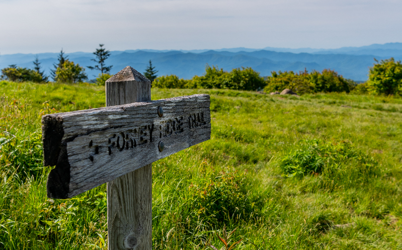 forney ridge trail to Andrews bald