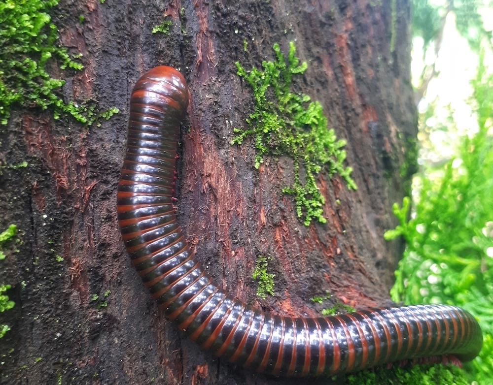 millipede smoky mountains