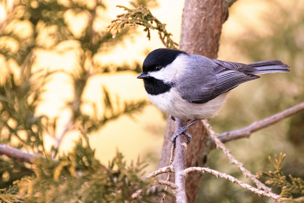 carolina chickadee