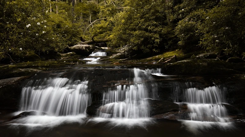 river near Great Smoky Mountains Institute at Tremont