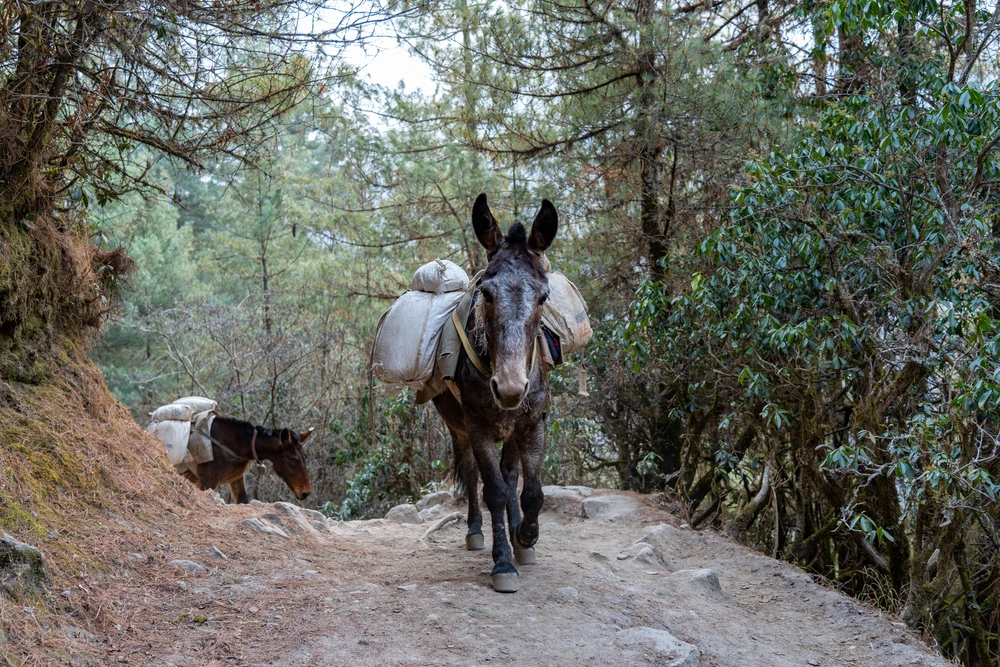pack mules great smoky mountains
