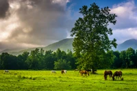 horses