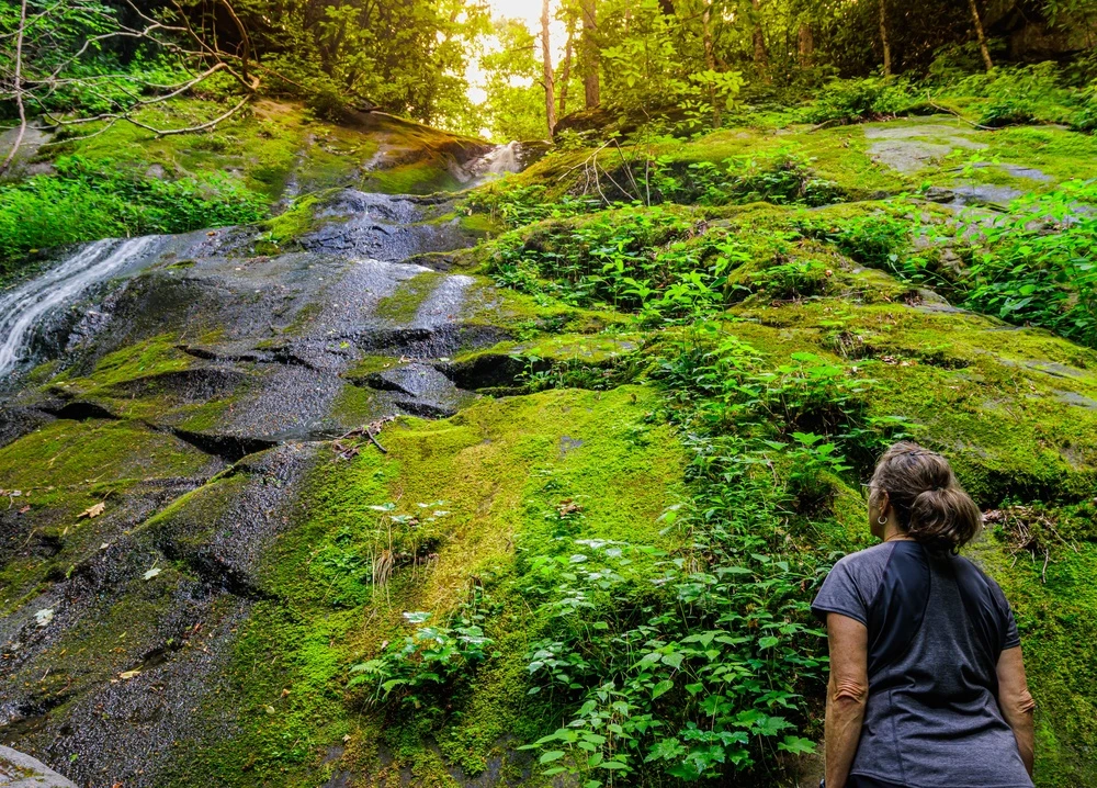 fern branch falls